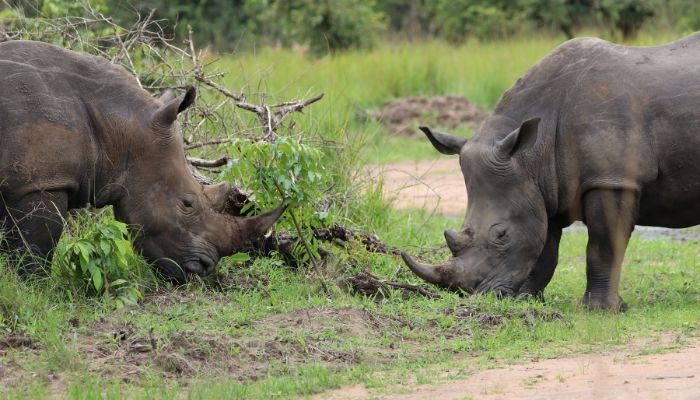 curiosidades-uganda-1.jpg
