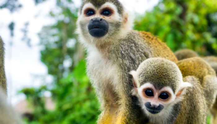 curiosidades-de-los-monos-1.jpg
