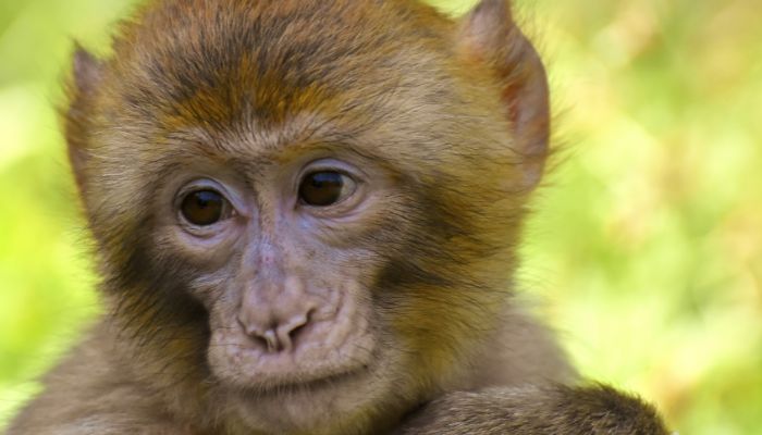 curiosidades-de-los-monos-3.jpg
