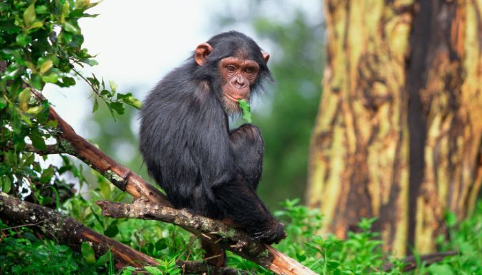 curiosidades-de-los-monos-4.jpg