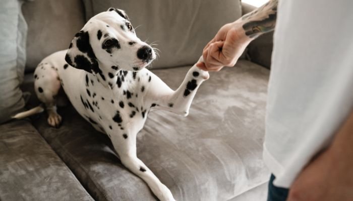 mascotas dalmata