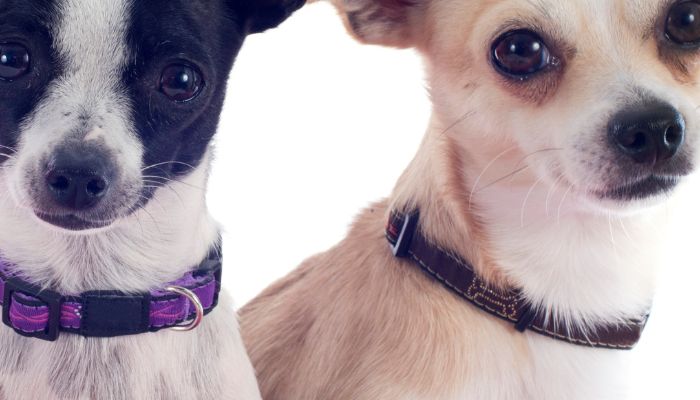 Curiosidades-de-los-Chihuahuas