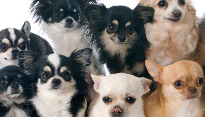 Curiosidades-de-los-Chihuahuas