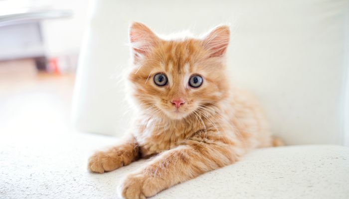 Descubriendo las Curiosidades de los Gatos Atigrados