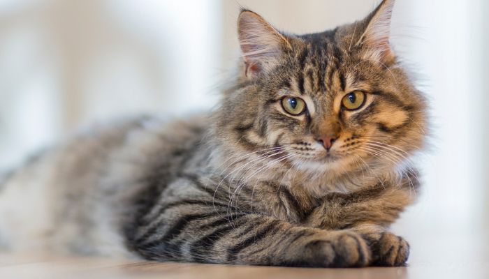 Descubriendo las Curiosidades de los Gatos Atigrados