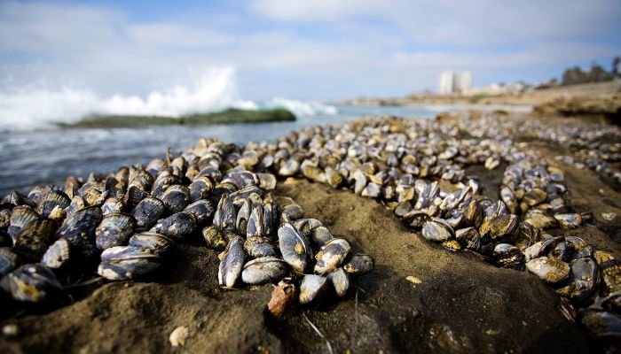 Explorando las Curiosidades de los Moluscos