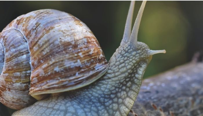 Explorando las Curiosidades de los Moluscos