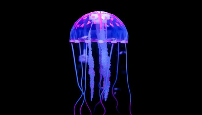 Descubriendo el Fascinante Mundo de las Medusas