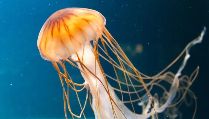 Descubriendo el Fascinante Mundo de las Medusas