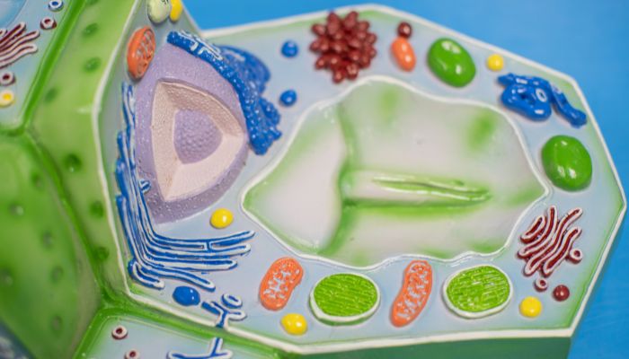 Curiosidades de la Biología