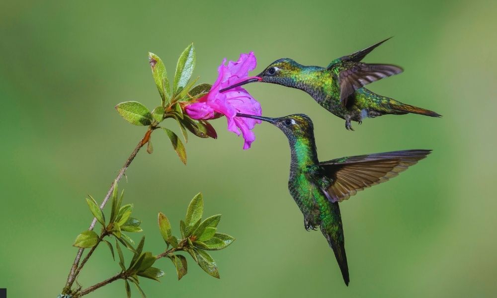 Curiosidades de los Colibríes Todo lo que No Sabías sobre Ellos