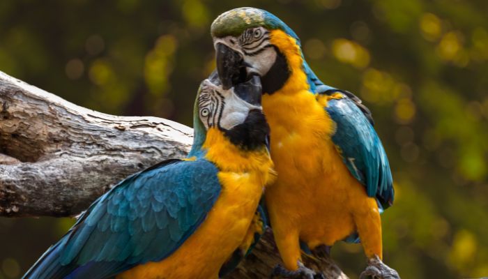 curiosidades de las aves