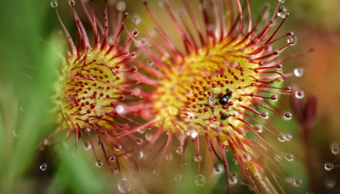 curiosidades de las plantas carnívoras