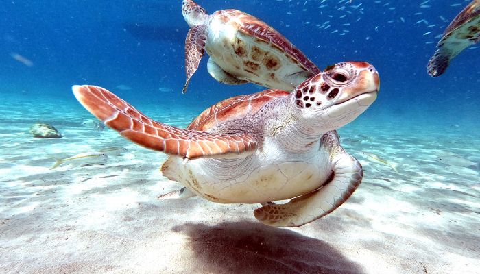 curiosidades de las tortugas marinas