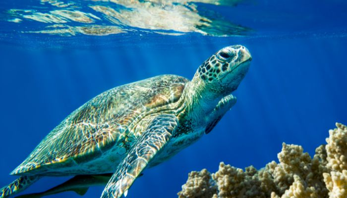 curiosidades de las tortugas marinas