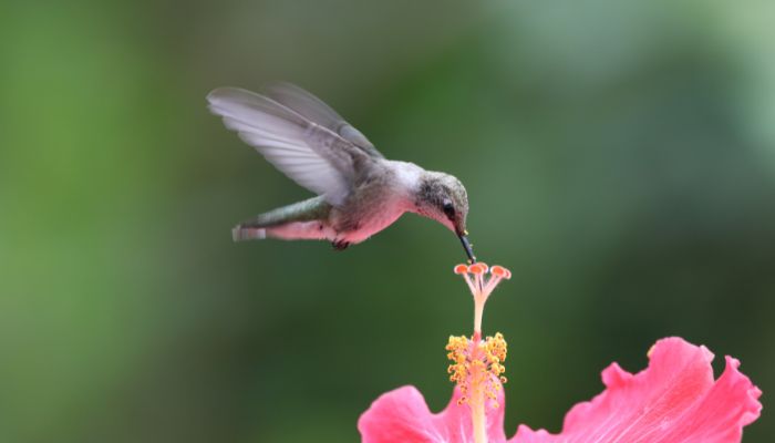 curiosidades de los colibríes