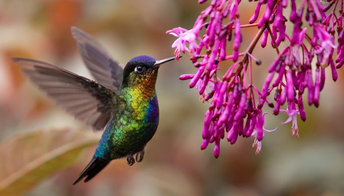 curiosidades de los colibríes