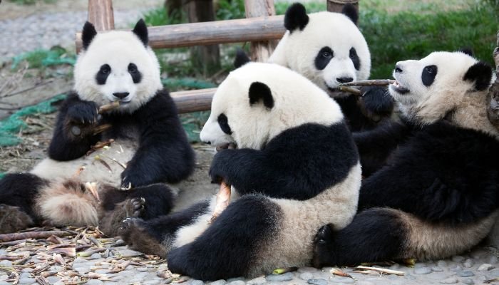 curiosidades de los osos pandas