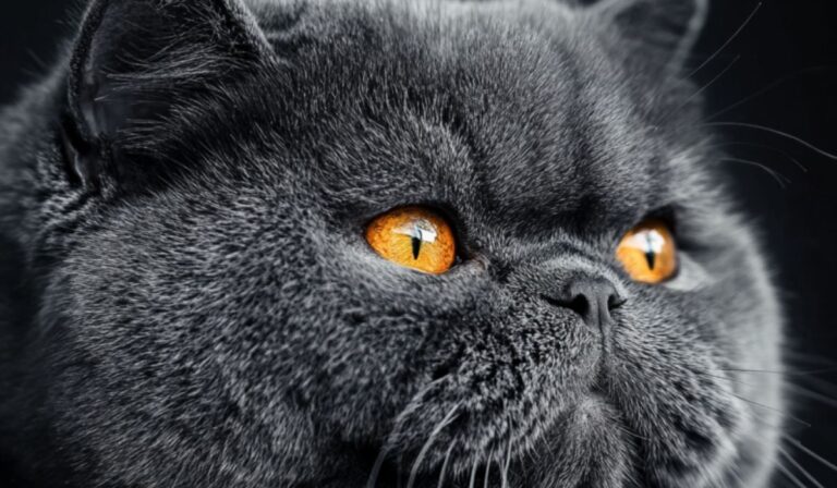 ¿Por qué no deberías tener un gato Bully XL en casa