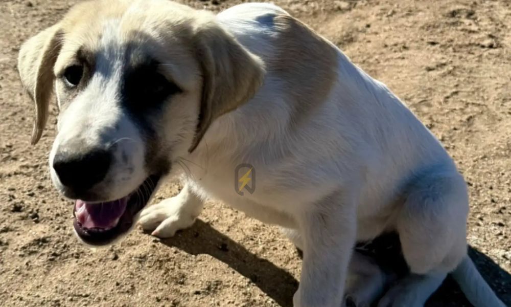 Bomberos separan rocas para liberar a una cachorra de tres meses atrapada entre ella 3