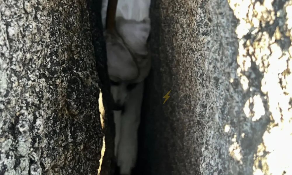Bomberos separan rocas para liberar a una cachorra de tres meses atrapada entre ellas