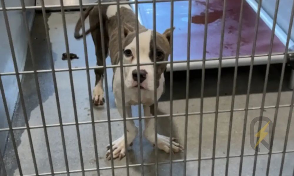 Cachorro con patas de pato sorprende al mundo al recibir una segunda oportunidad que nadie esperaba
