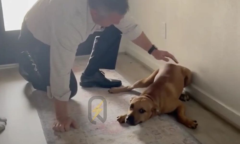 Un hombre lleva a casa un perro callejero y con paciencia le enseña a confiar de nuevo